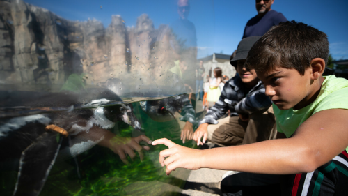 A child touches a glass tank at the Woodland Park Zoo as a Humboldt Penguin swims up.