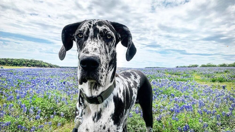 A dog facing the camera with bluebonnets behind them.