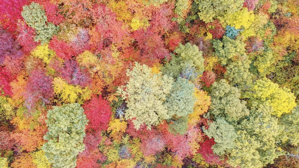 Fall foliage report in Asheville, NC - AVLtoday