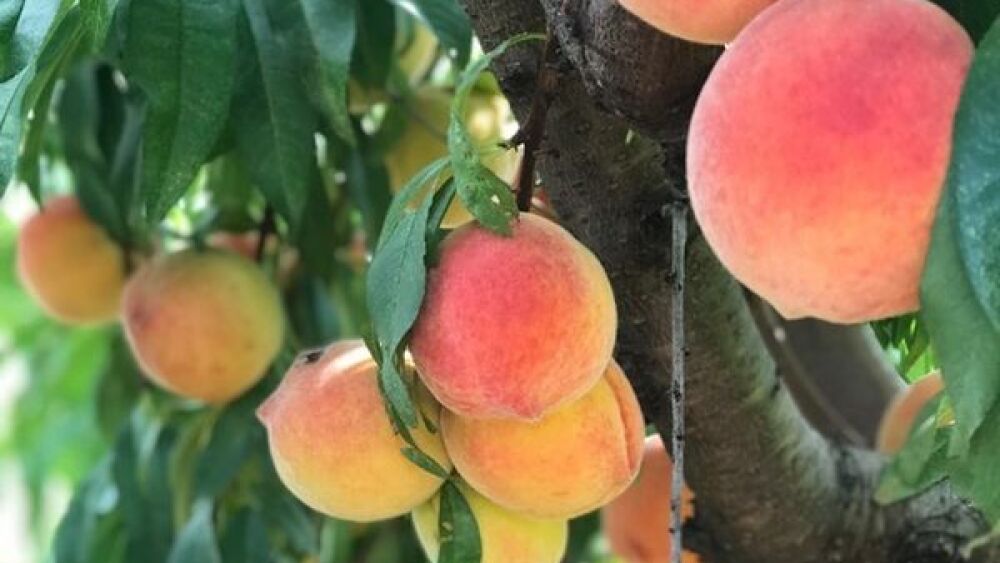 South Carolina Peaches 2025