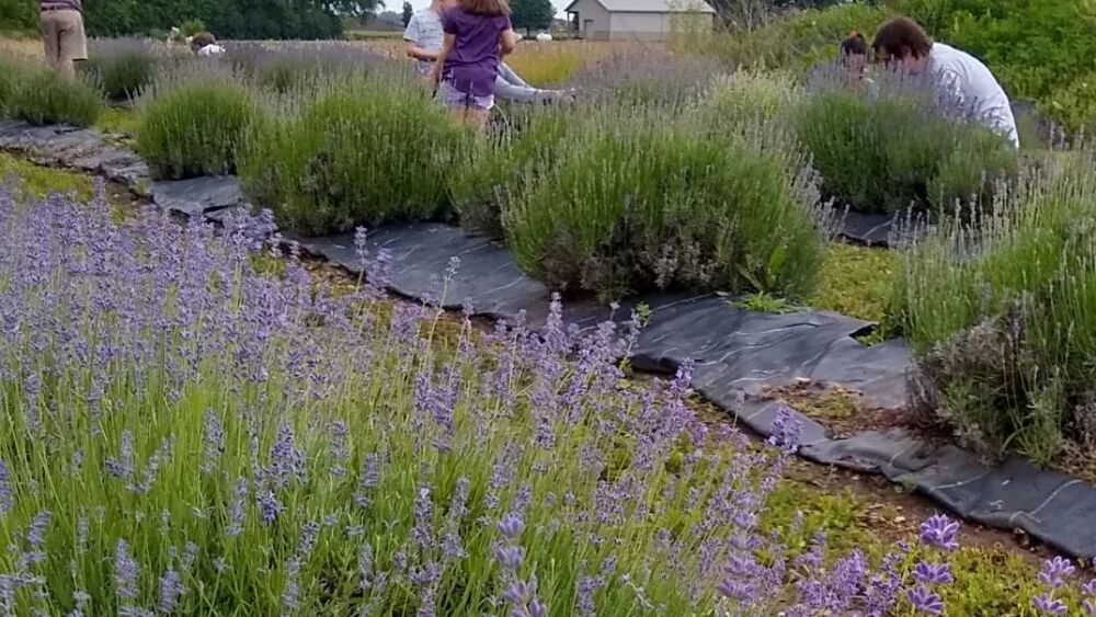 Lavender farm