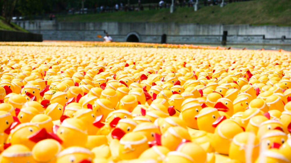 A photo of hundreds of rubber ducks floating together in the Brown's Island canal