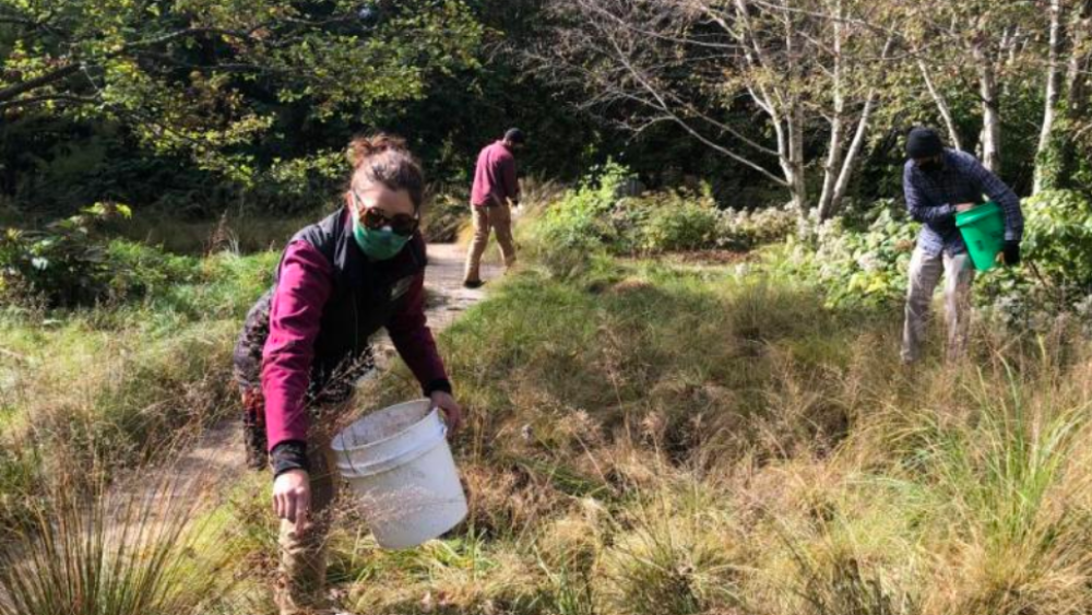 volunteers in a wooded area pulling invasive weeds