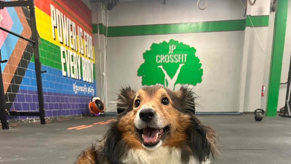 A dog with its paw on a kettle bell at JP Crossfit.