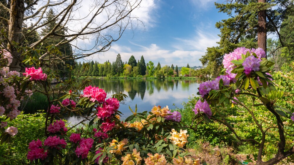 Pink, peach, and purple rhododendrons frame a view of a large pond surrounded by trees.