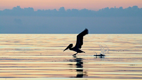 A pelican flies over the water. The bird is a black silhouette against yellowish ripples,