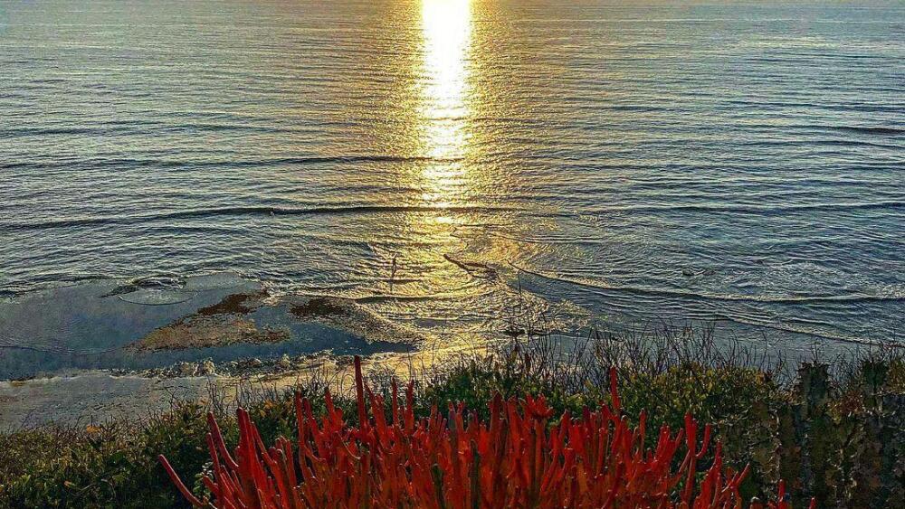 Meditation Gardens in Encinitas