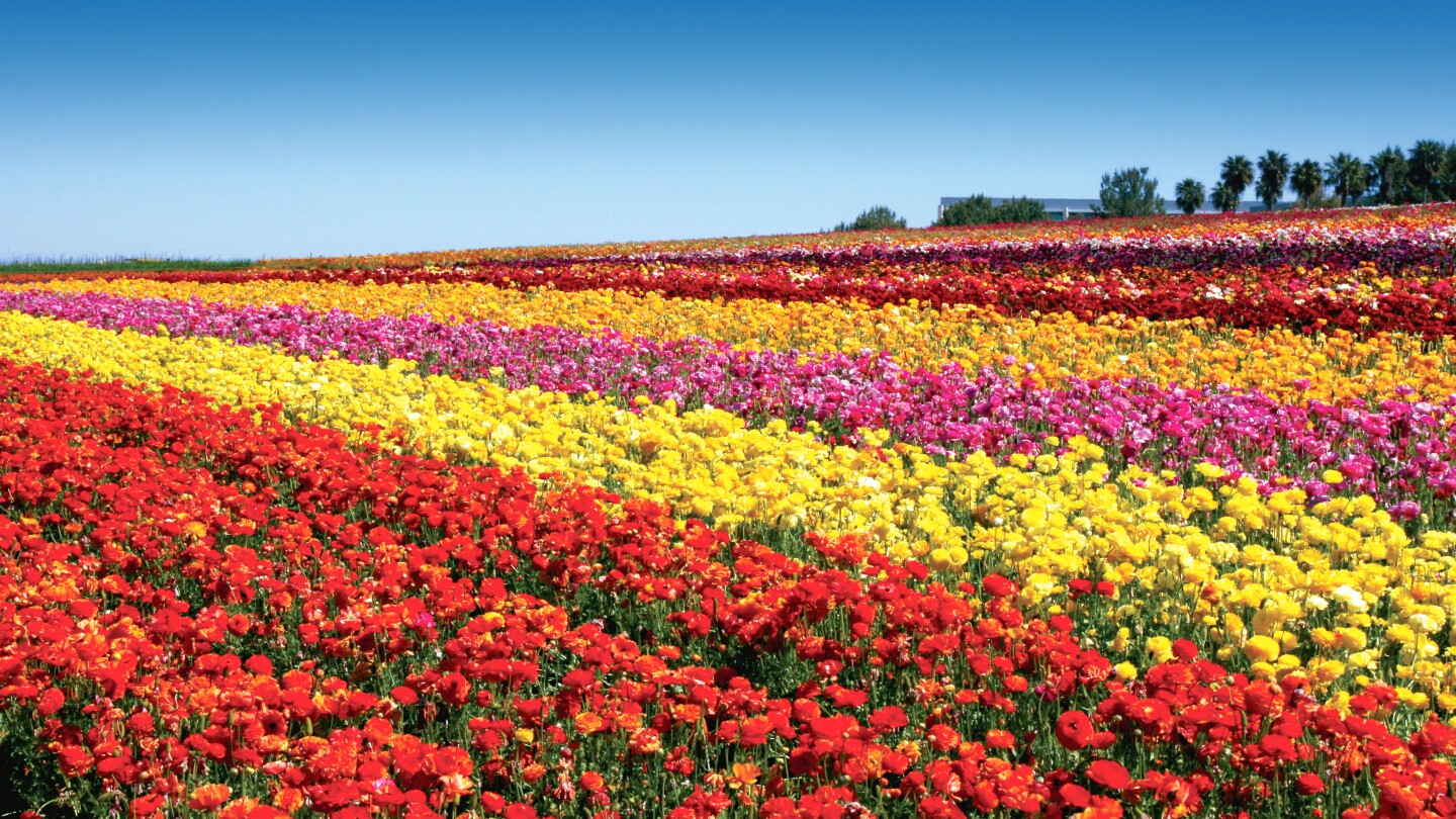 The Flower Fields