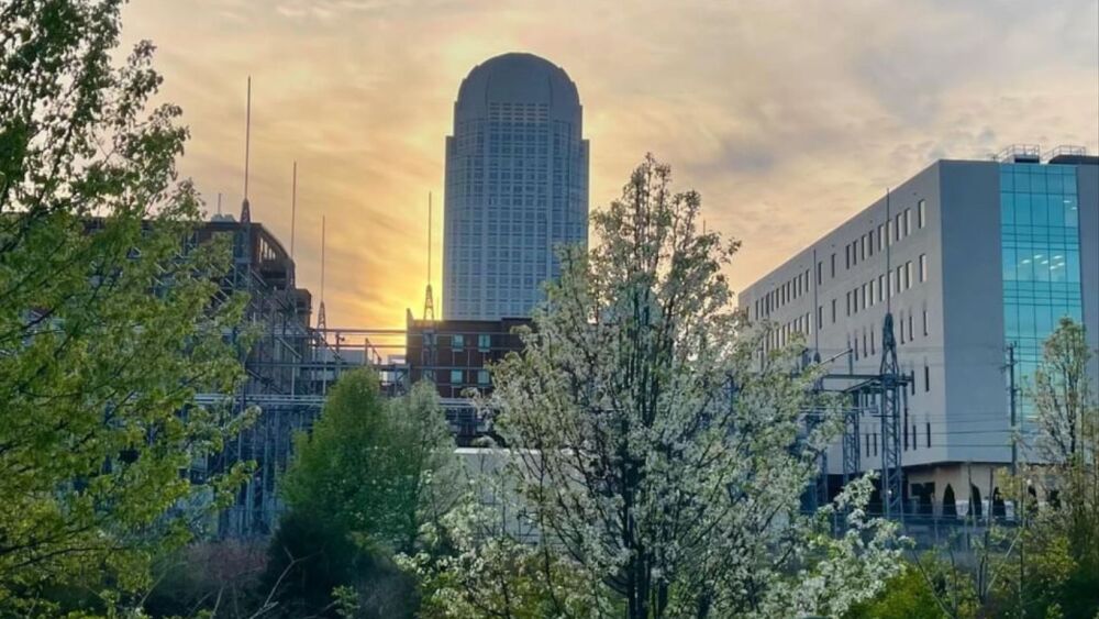 WStoday: Spring flower blooming in Winston-Salem with the city's tallest tower in the background during sunset.