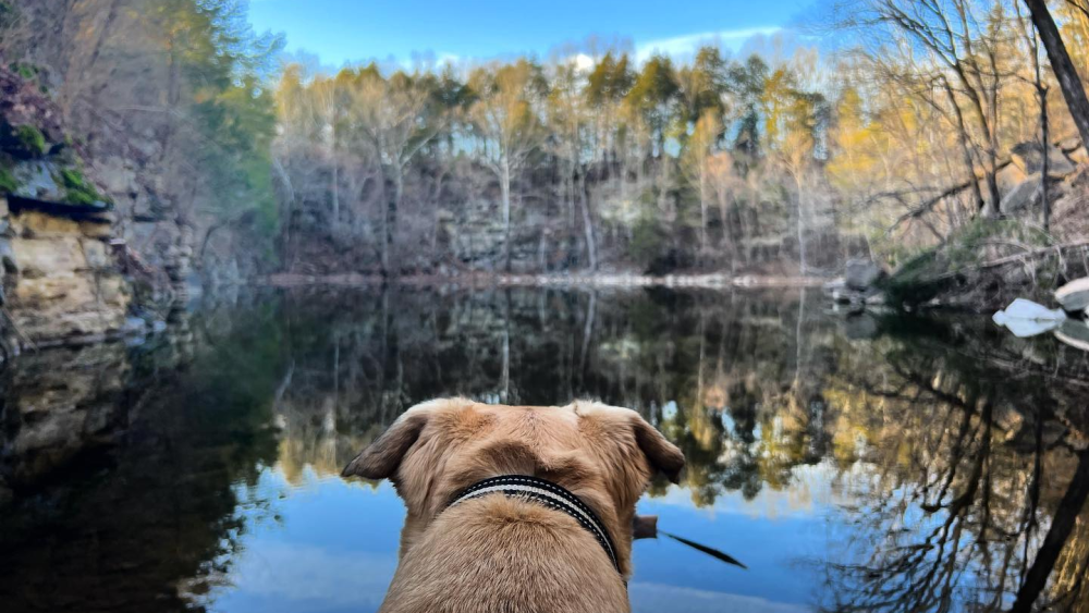 A photo from the neck up of a dog overlooking a lake surrounded by woods.