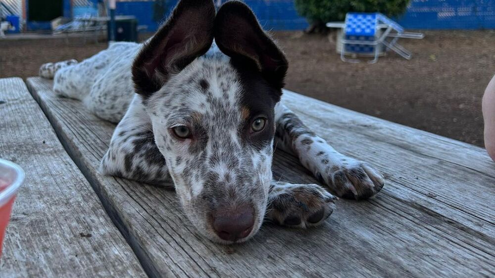 A dog laying on a table