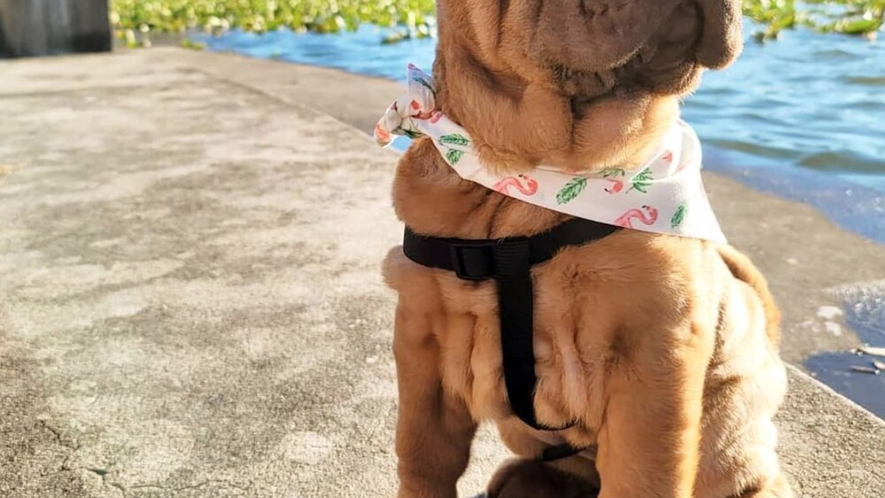 Puppy by the lake