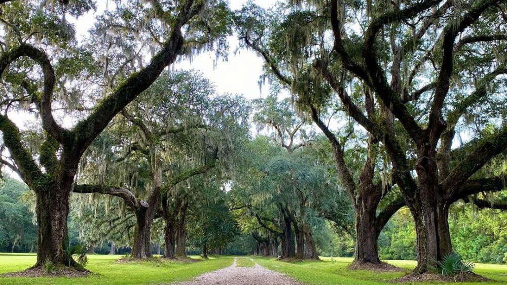 grand trees lining this trail 