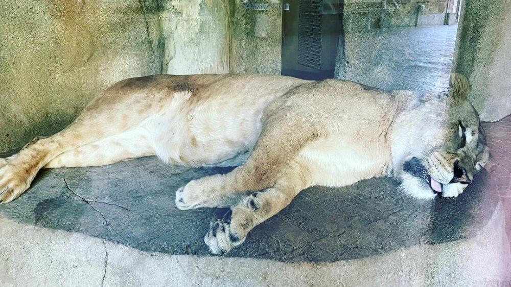 It’s nap time for this lion; not a problem if you have an annual pass to the zoo.