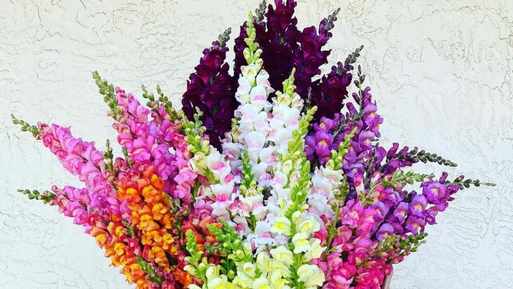 A woman holds a tall, wrapped bouquet of brightly colored snapdragons, covering her face.