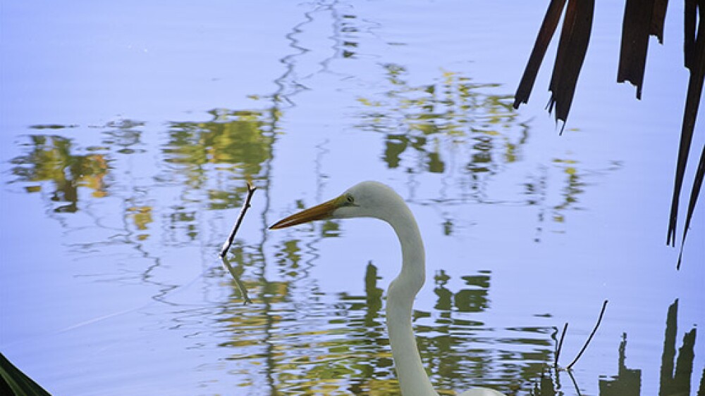 Great_Egret_in_San_Antonio_(5177295006)