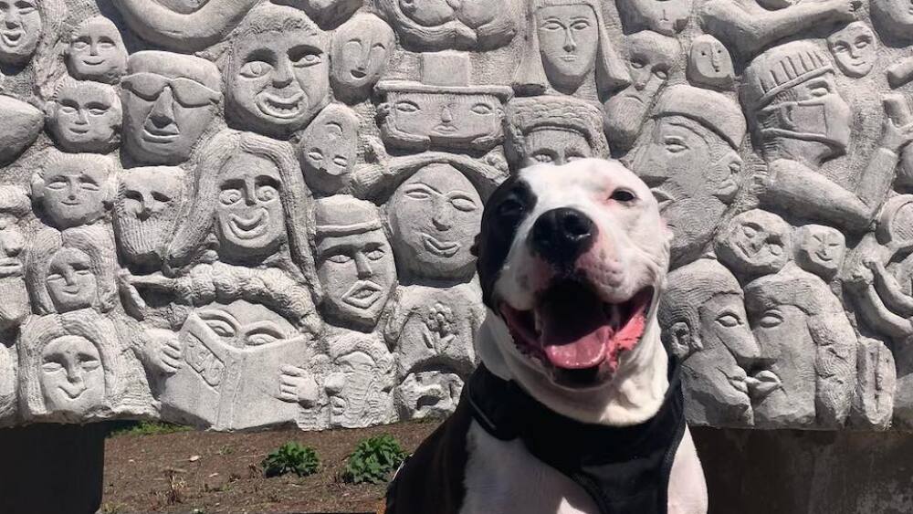 A dog in front of a concrete sculpture with people's faces engraved