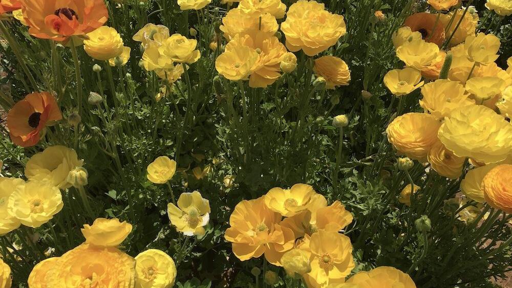 Carlsbad Flower Fields