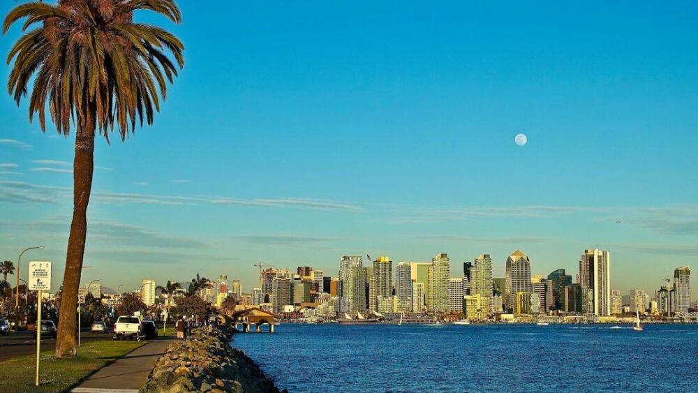 Palm tree + downtown San Diego