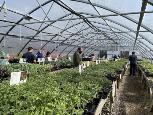 A few people shop inside of a large greenhouse at Louisville Grows as part of its Seeds & Starts sale — where people can buy local produce to get their gardens going.