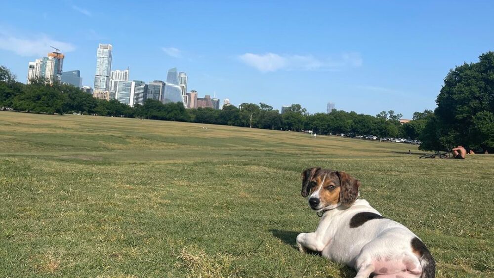 A dog sitting at Zilker Park