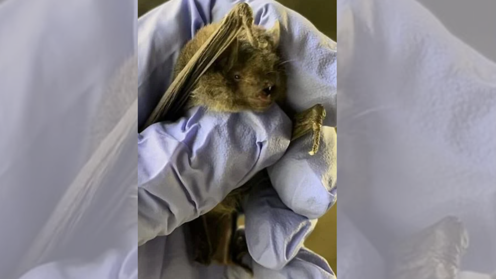 A federally-endangered bat species was just discovered in Greenville ...