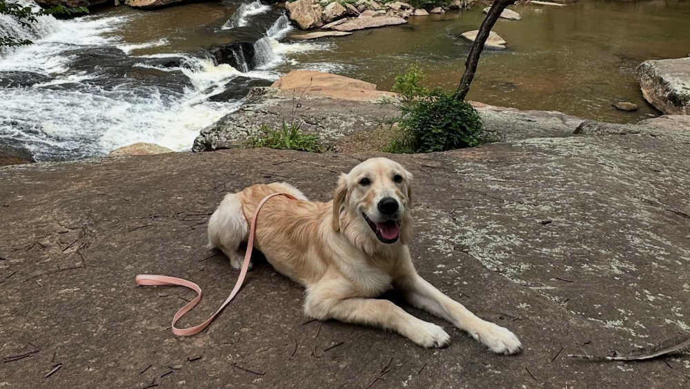 GVLtoday Dog
