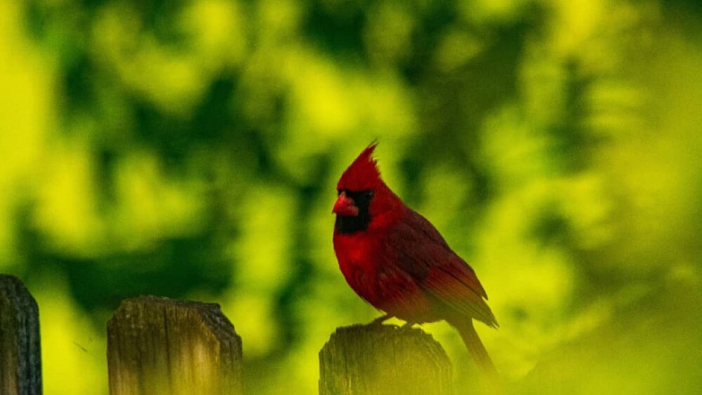 186238480_110505934551374_7200767415286124862_n