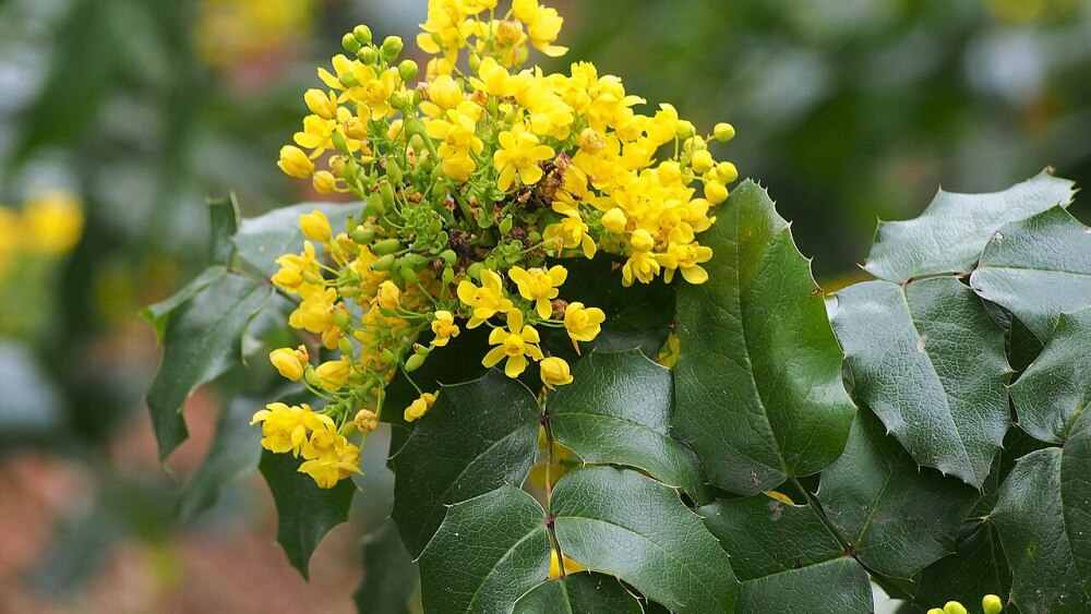 A shrub featuring waxy, true green leaves with serrated edges and sprays of small yellow flowers.