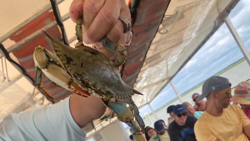 A person holds up a live blue crab aboard a boat, showing its sharp claws and colorful legs. Passengers look on with interest, enjoying a hands-on coastal ecotour experience.