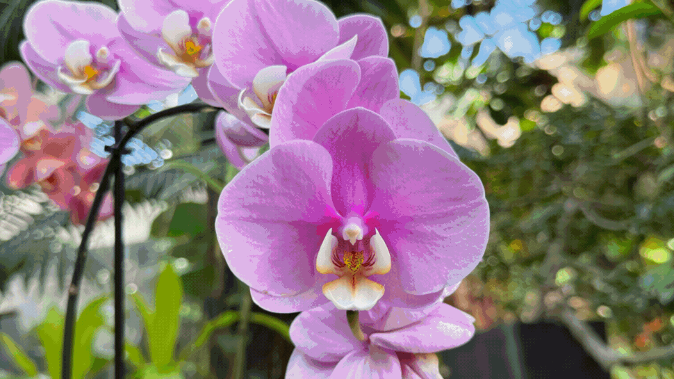 Sabot membership_satx.gif