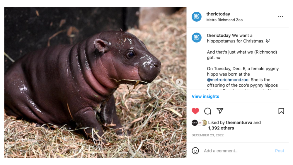 RICtoday_IGHighlightsHippo