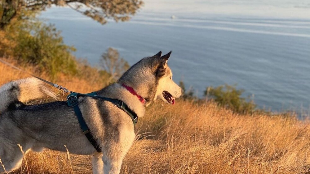 A Siberian husky looks out over the water at Discovery Park in Seattle.