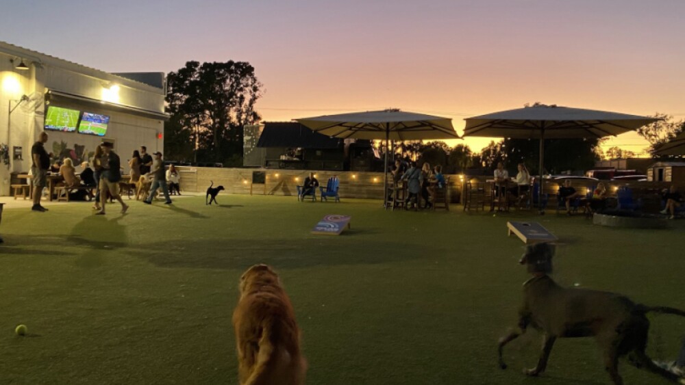 Dogs run free at a dog bar. The sun is setting in the background and people are mingling.