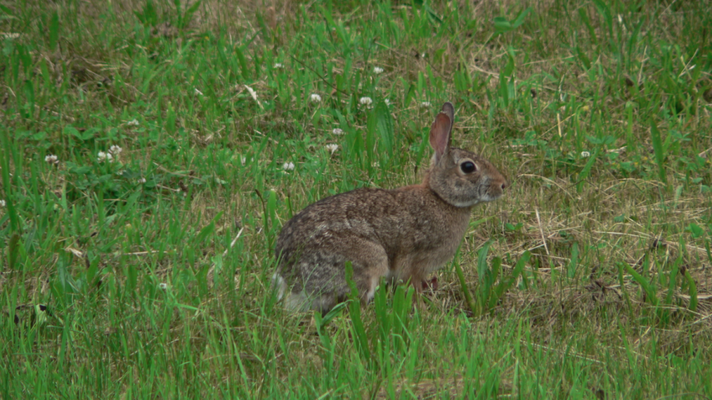 Boston bunnies explained - BOStoday