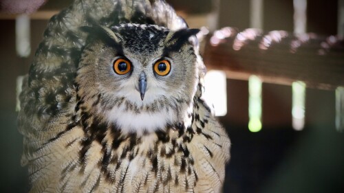 A Eurasian owl stares intently at the camera from inside its enclosure.