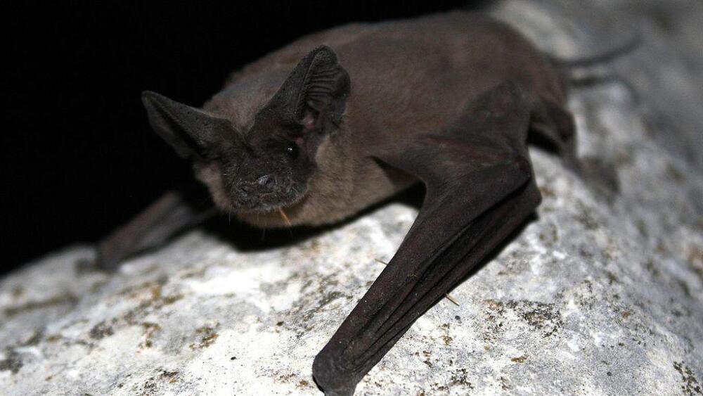 A close-up image of a Mexican Free-Tailed Bat