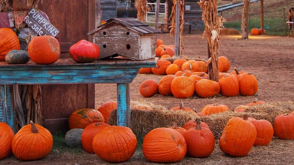 FTW-halls-pumpkin-patch