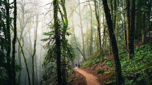 Two distant figures walk along a dirt path through a foggy Pacific Northwest forest