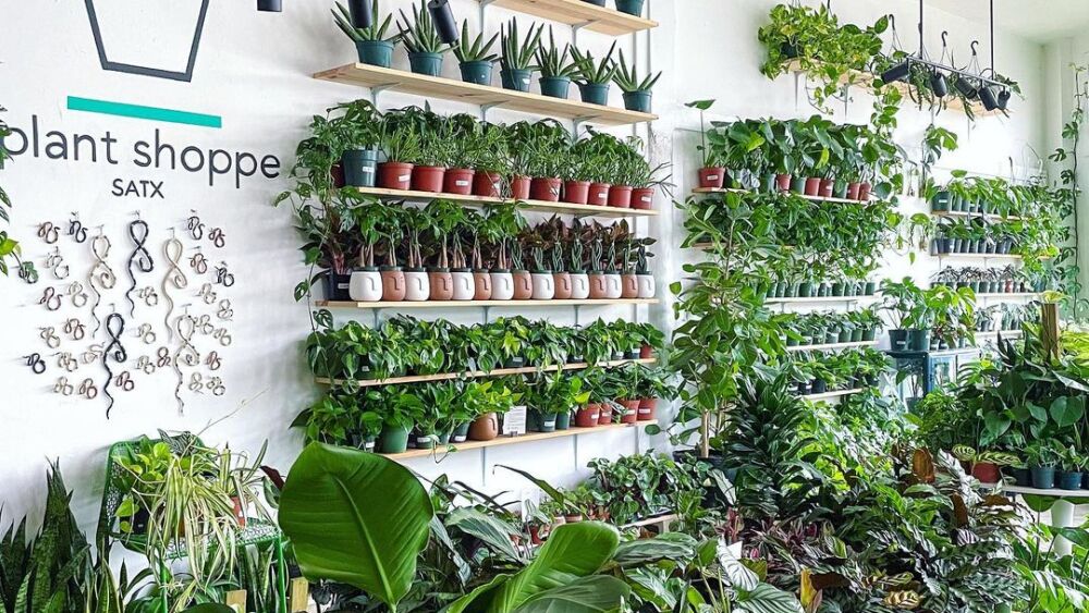 5 San Antonio plant shops to visit for your next gardening obsession. - SATXtoday