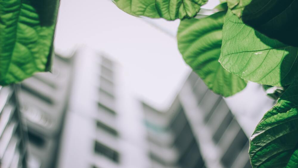 Green leaves backdropped by a blurry building.