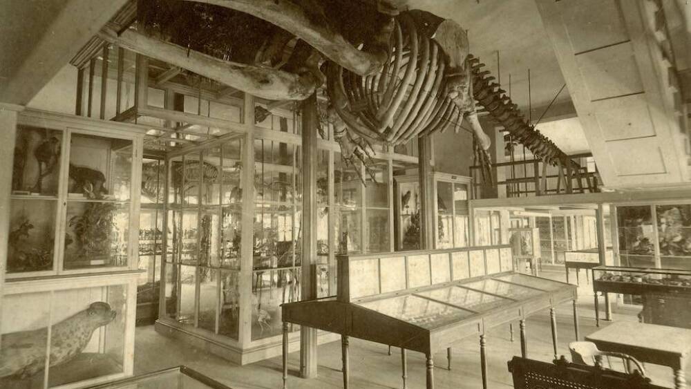 whale skeleton at museum