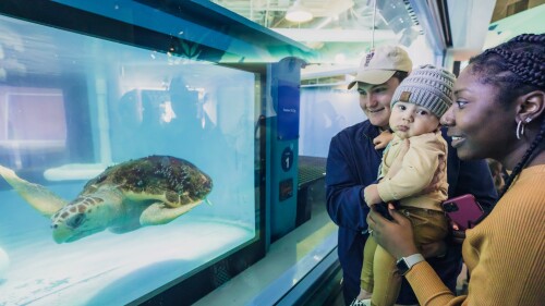 A family looks at a turtle in the aquarium.