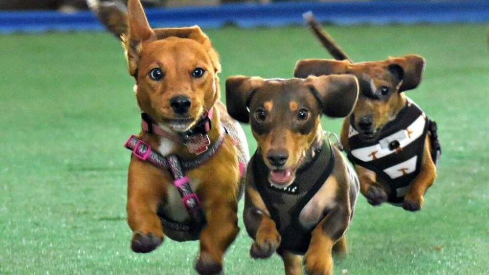 three small dachshunds joyously sprinting towards the camera