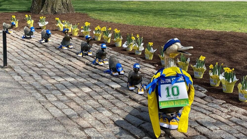 Boston Public Garden ducklings wearing "Boston Strong 10th Year" gear