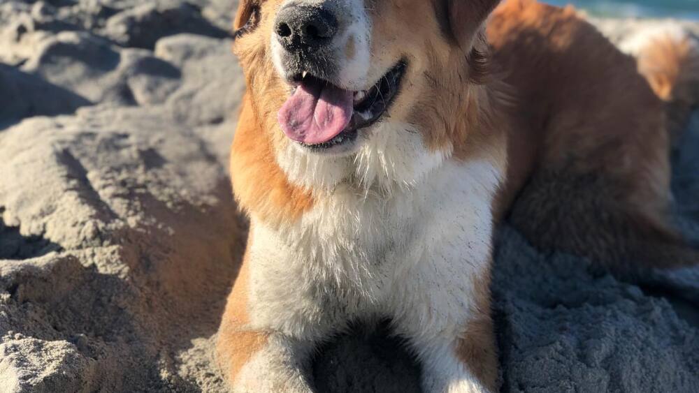 Sandy paws on Del Mar Beach