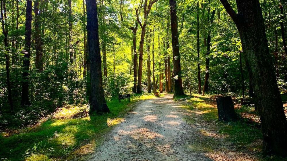 A trail at Umstead State Park.