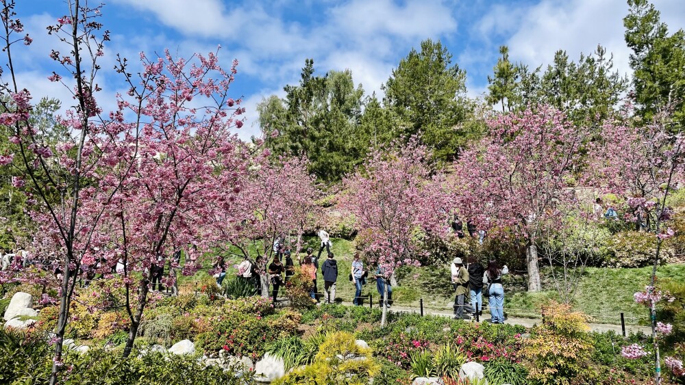 SD Japanese Friendship Garden March 2023