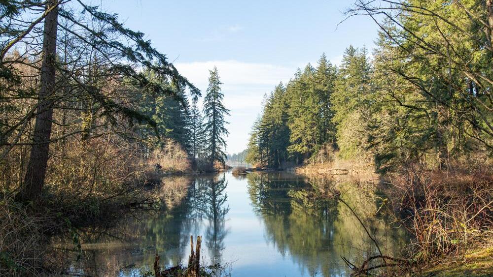 The end of a lake surrounded by mossy forest under clear winter skies